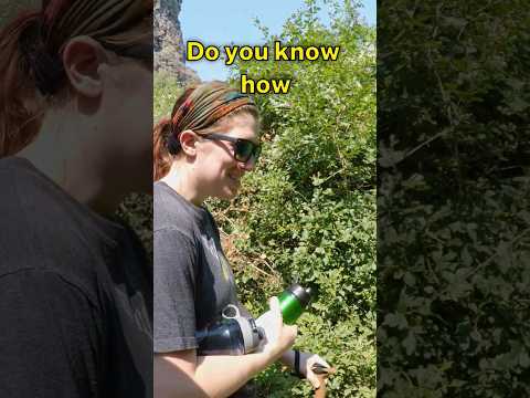 Vídeo: Hedera ivy é venenosa para cães?