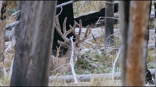 Chasing Giants - DIY public land New Mexico Archery Mule Deer Hunt (2022)