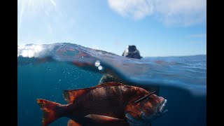 Information How to Hunt Red Emperor - Spearfishing Dampier Western Australia News