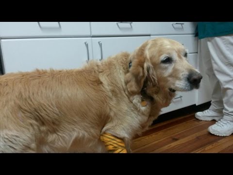 Video: Pet Scoop: Service Dog sparar blind ägare från brand, brandmän hjälper skadad hund