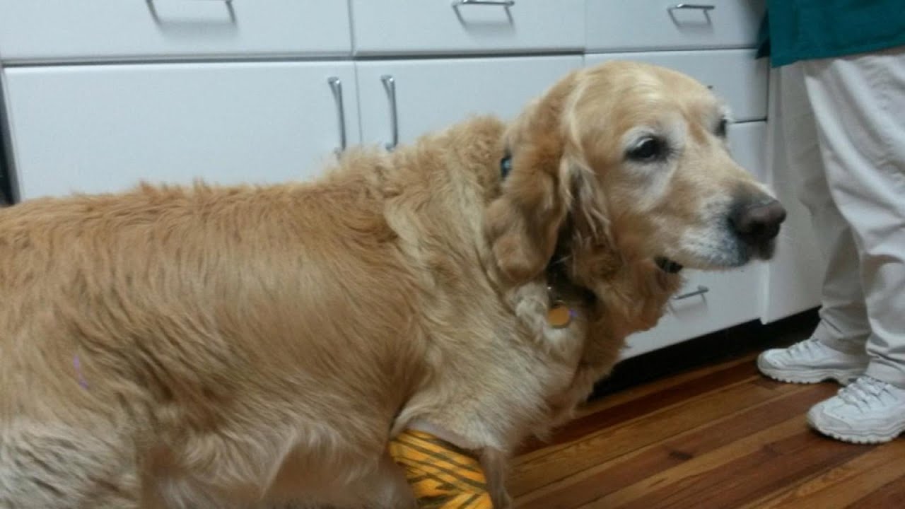 Can Service Dogs Go In Costco