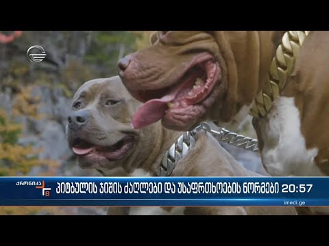 აიკრძალება თუ არა საქართველოში პიტბულის ჯიშის ძაღლის ყოლა