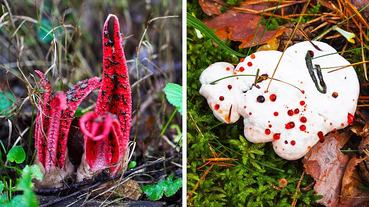 If You Ever See This on Your Backyard, Ask for Help to Remove It!