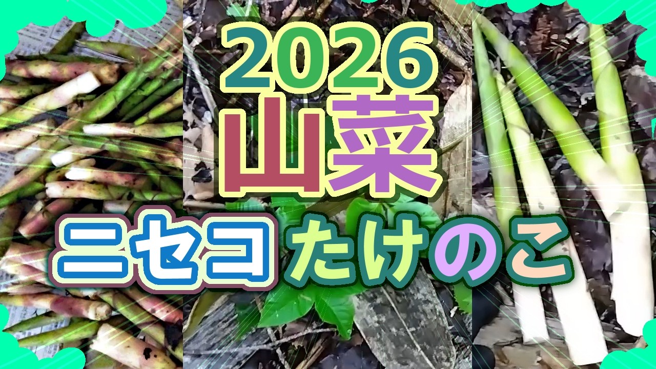 May: Harvesting Bamboo Shoots in Niseko, Hokkaido (May 30, 2026