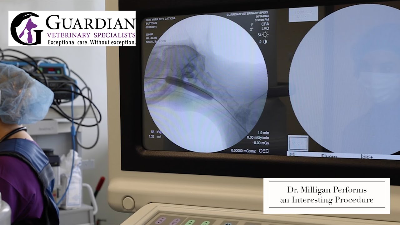 Episode 75 Dr. Milligan Performs an Interesting Procedure YouTube