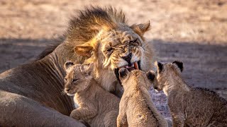 Lion cubs part 2 | Kgalagadi |