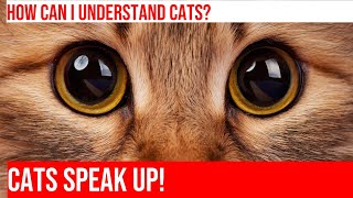 Decoding Your Cat's Body Language: A Guide by Meow-sical America 60 views 4 months ago 5 minutes, 10 seconds