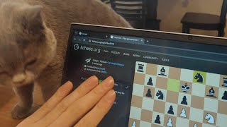 I'm proud of myself! (a story of ramen + chess training)