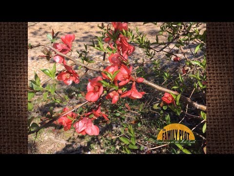 Video: Quince Jepang. Pertumbuhan