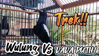keseruan trek kacer wulung vs dada putih suara nya bikin kacer lain ngeplay..