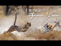 チーター　世界でいちばん速い理由