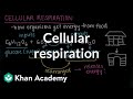 The Energy Journey: Unraveling Cellular Respiration in Living Organisms