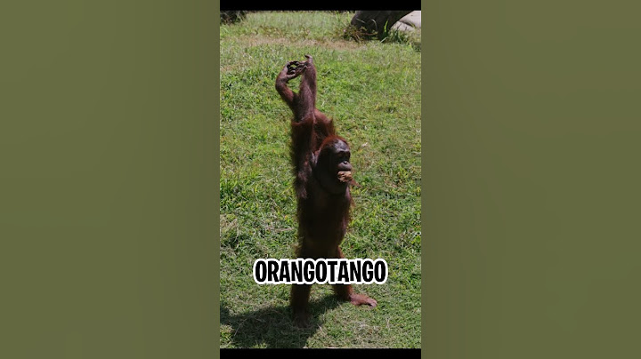 ATAQUES DE ANIMAIS NO ZOOLÓGICO 😮🦍 #shorts #youtube #youtubeshorts