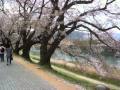京都府八幡市の背割りの桜