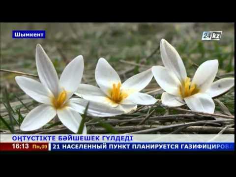 Бәйшешек 7 сынып 1 бөлім. Бәйшешек 7 сынып 1 бөлім. Текст гүл. Бәйшешек 7 сынып 1 бөлім. Бәйшешек 7 сынып 1 бөлім.