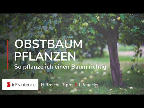 Video: Wie lange brauchen Obstbäume, um Osrs zu wachsen?