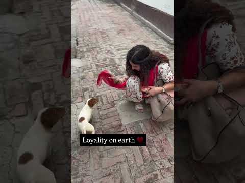 Punjabi Kitchen | Motivational | Dog lover