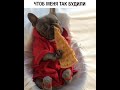 Download ХАХ! ЧТОБ МЕНЯ ТАК БУДИЛИ! КОГДА УТРА ДЕЙСТВИТЕЛЬНО ДОБРОЕ! ХАХ! ЧТОБ МЕНЯ ТАК БУДИЛИ! КОГДА УТРА ДЕЙСТВИТЕЛЬНО ДОБРОЕ!