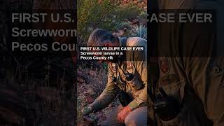 FLESH-EATING PARASITE Hits Texas! First U.S. Wildlife Screwworm Case 🦌 #shorts