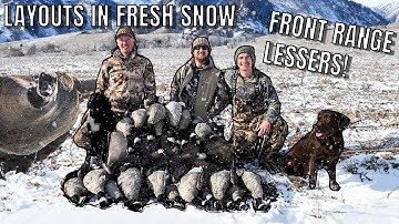 Layout Blinds in Fresh Snow - Goose Hunting the Front Range of Colorado!