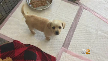 How many puppies are killed in shelters each year?