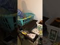 Planting seeds #timelapse #shortvideo #vlog #planting #garden