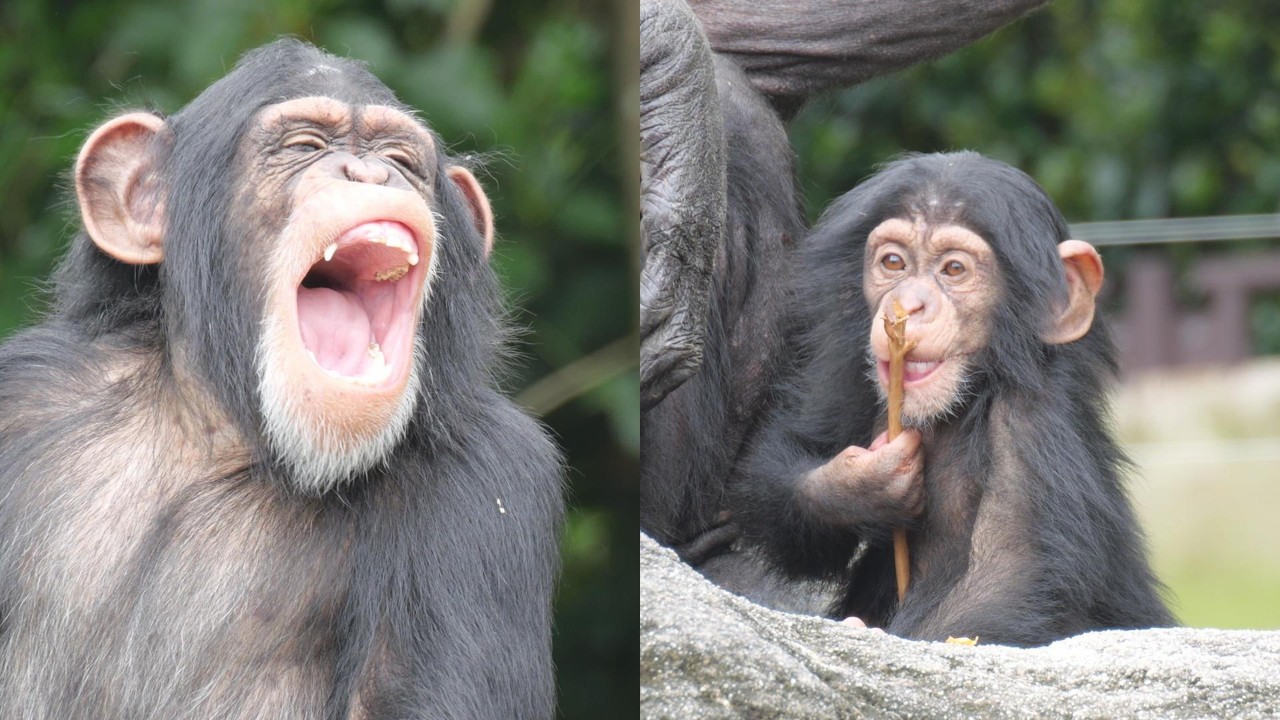 Muku and stick toys Nonhoi Park Chimpanzee 202604 - YouTube