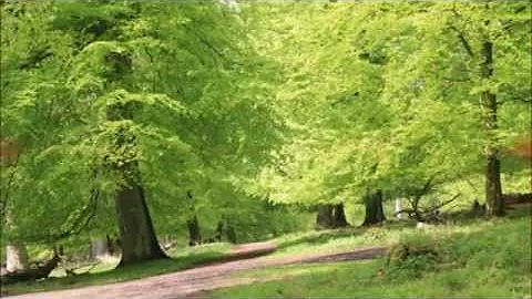 Benny Laursen, Nr der er sne p havens roser