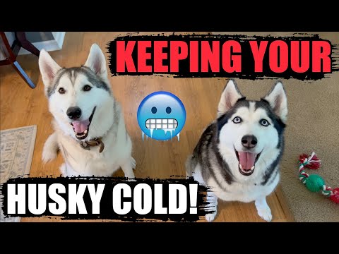 Video: PUPDATE: Husky's Hot Doctor Dad er på udkig efter kærlighed