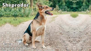 Sheprador The combination of German Shepherd Labrador