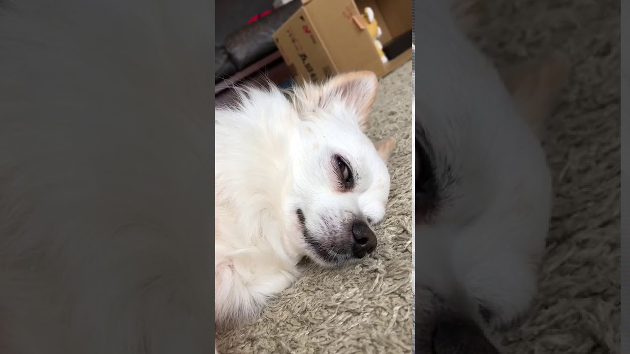 恐怖 薄目でイビキをかいて昼寝するチワワ犬 Chihuahua Sleeping While Snoring Youtube