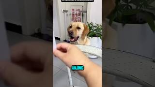 TRIK KALAU ANJING MOGOK MAKAN❗️#videoviral #trik #anjing