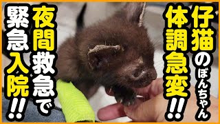 【緊急入院】生後1ヵ月の子猫の体調が急変夜間救急へ緊急入院しました...