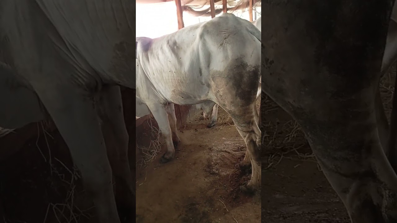 26 ធ្នូ 2025