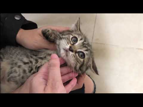 Video: Cách Kiểm Tra Sức Khỏe Của Mèo Trước Khi Mua