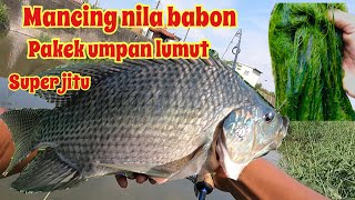 Mancing Ikan nila babon besar terbanyak hanya (Umpan lumut) setriek terus