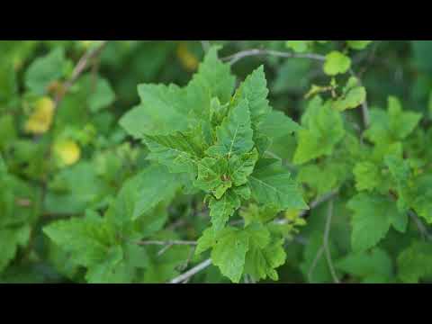 Video: Thông tin về cây bụi Ninebark: Mẹo để trồng cây bụi Ninebark