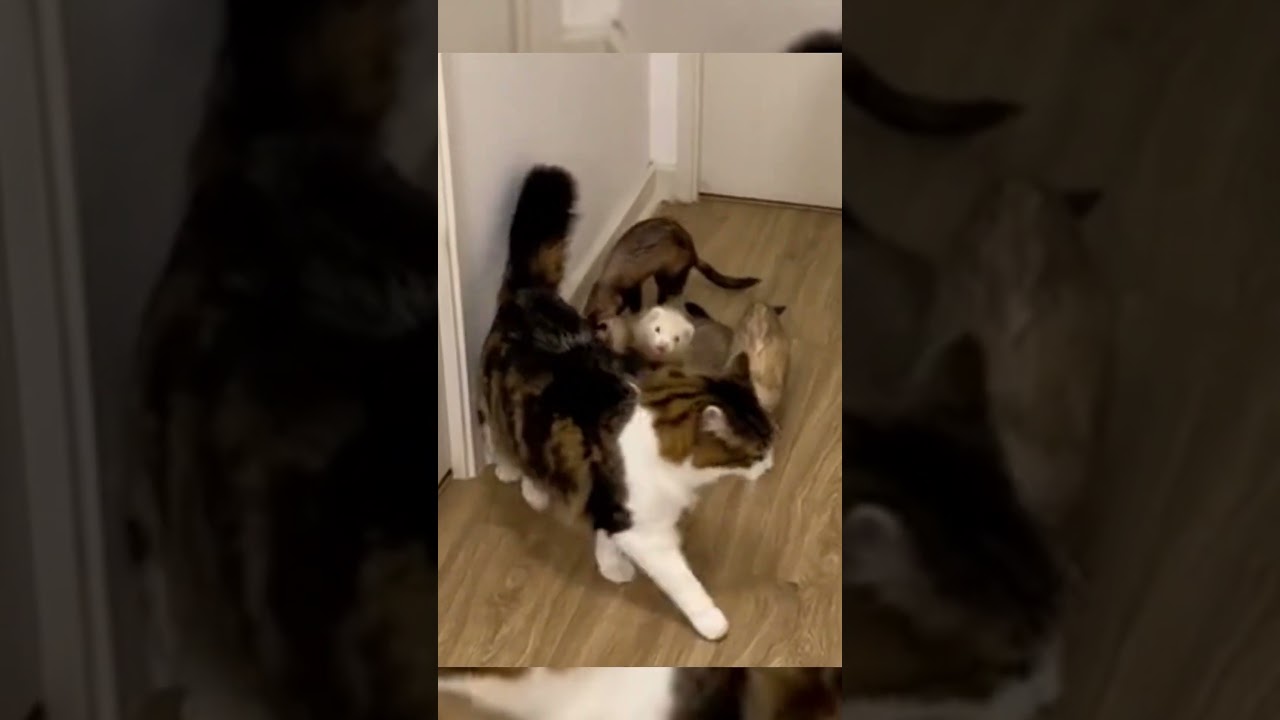 ¡Hurón le da una cachetada al gato!
