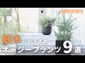 【新築向き庭木】植物屋店員がおすすめするオージープランツ9選
