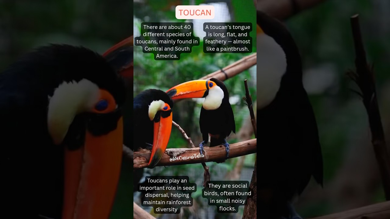 | Bright Beak, Toucan Secrets! | 