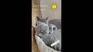 Сладкие сны британских котят. Сладкие сны британских котят.