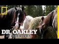 A "Well-Conditioned" Horse | Dr. Oakley, Yukon Vet