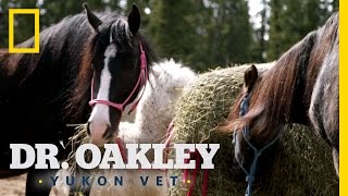 Celebrity A "Well-Conditioned" Horse | Dr. Oakley, Yukon Vet Profile