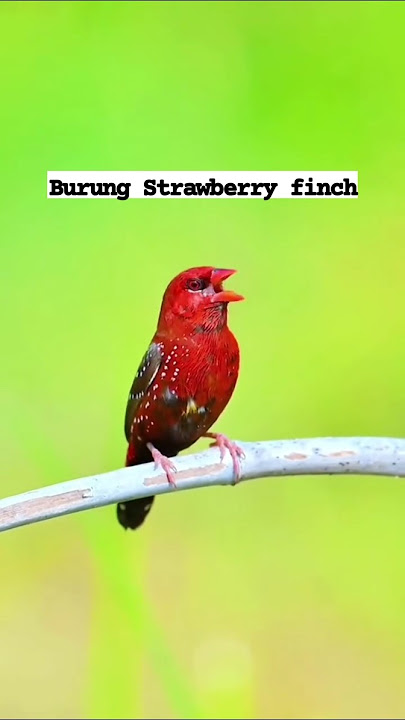 fenomena burung strawberry finch ! #monggaranggachannel #burung #burungkicau #kicaumania #kicau