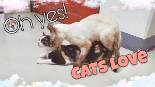 CATS LOVE | Calico and Siamese Cats Inheat by Rhambouy 6,511 views 2 years ago 4 minutes, 9 seconds