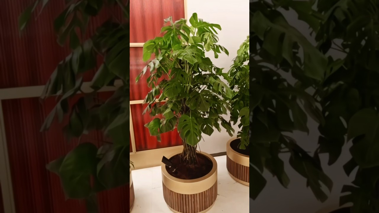 Indoor Plants In UAE 
