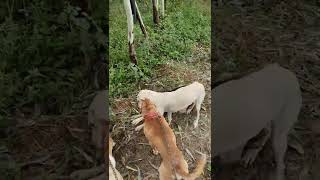 pitbull fight pitbull want to attack on her friend screenshot 2