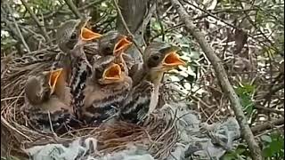 Download Lagu FAKTA UNIK || TERNYATA BEGINILAH CARA BURUNG CENDET MENGASUH ANAKNYA DI ALAM LIAR #viralvideo MP3