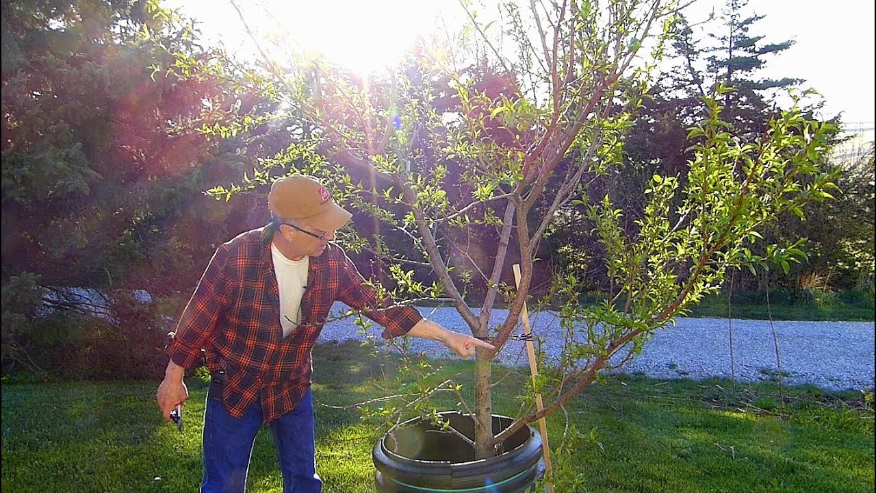 Spring Fruit tree care and Emergency Measures YouTube