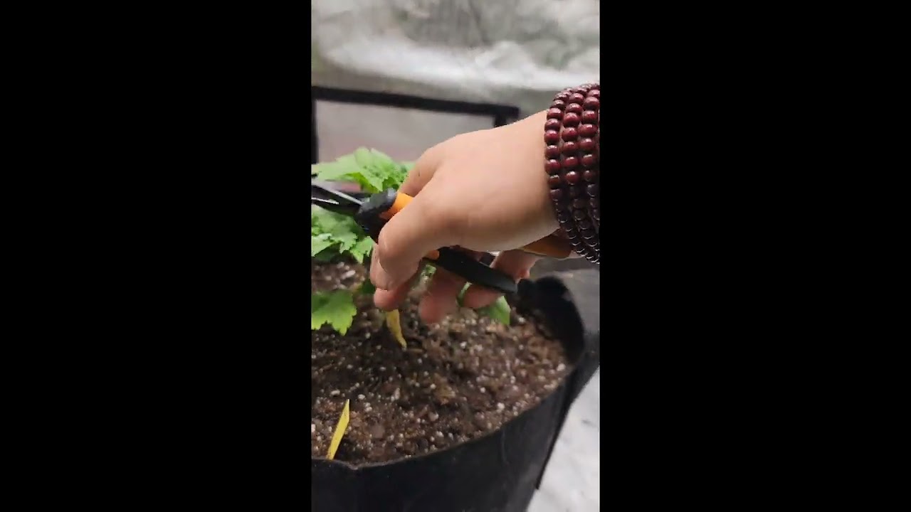 Manifold Method - First Topping